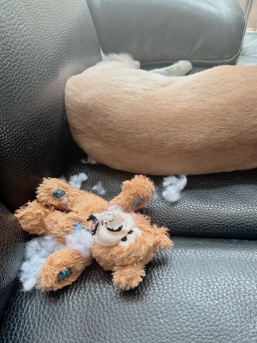 柑奈ちゃんに新しいかみかみおもちゃを与えたら、瞬殺でした（由）#かわいそうな犬用ぬい