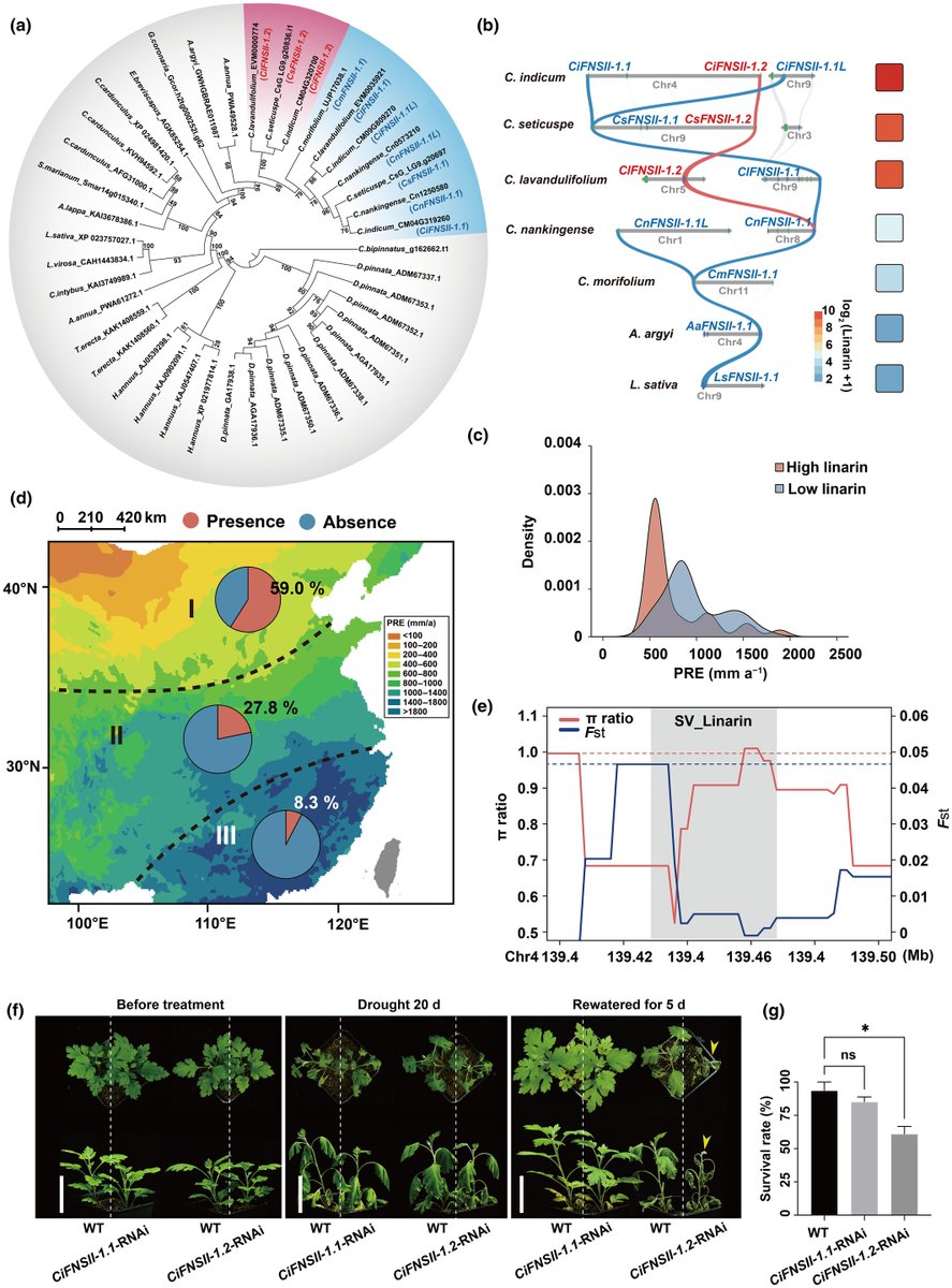 A natural variation of flavone synthase II gene enhances flavone accumulation and confers drought adaptation in chrysanthemum 

Luo et al.

📖 nph.onlinelibrary.wiley.com/share/EQBJHNTU…