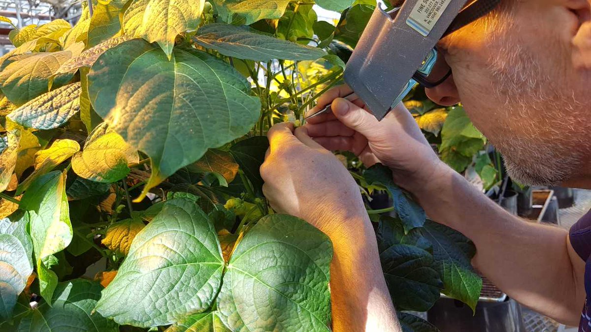 Ontario Agri-Food Innovation Alliance (@aginnovationon) on Twitter photo #LocalFoodWeek | #DYK there are more than 200 different products grown and produced by Ontario farmers? Many #UofG researchers are behind the scenes supporting farmers with innovative discoveries 🧐 #loveONTfood
<a href="/UofGResearch/">UofGResearch</a> <a href="/plantagguelph/">Plant Ag Guelph</a> <a href="/UofGuelphOAC/">Ontario Agricultural College</a> #LocalFoodWeek | #DYK there are more than 200 different products grown and produced by Ontario farmers? Many #UofG researchers are behind the scenes supporting farmers with innovative discoveries 🧐 #loveONTfood
<a href="/UofGResearch/">UofGResearch</a> <a href="/plantagguelph/">Plant Ag Guelph</a> <a href="/UofGuelphOAC/">Ontario Agricultural College</a>