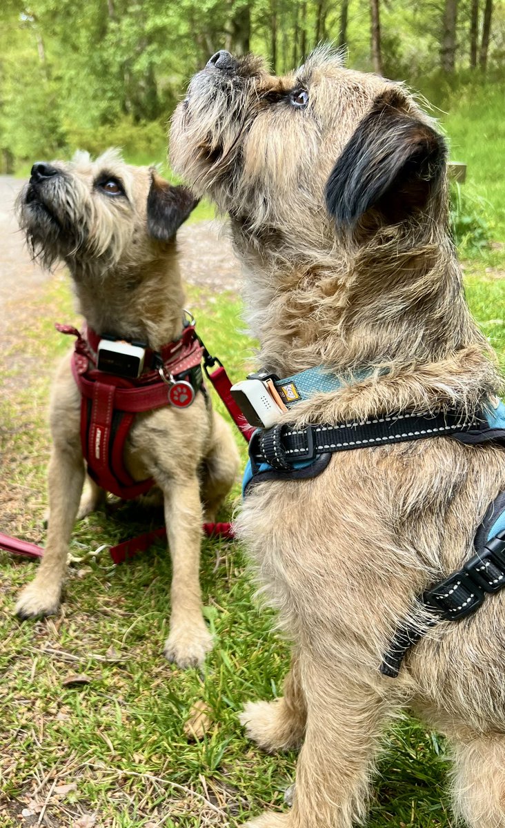 Sir Rohan the BT 🎾 (@rohanthebt) on Twitter photo Yes please, tasty sausage for two BTs. Fergus <a href="/ThomasATerrier/">Lord Fergus the Fearless</a> and Archie in Glenmore forest #BTposse #RohanOnTour Yes please, tasty sausage for two BTs. Fergus <a href="/ThomasATerrier/">Lord Fergus the Fearless</a> and Archie in Glenmore forest #BTposse #RohanOnTour