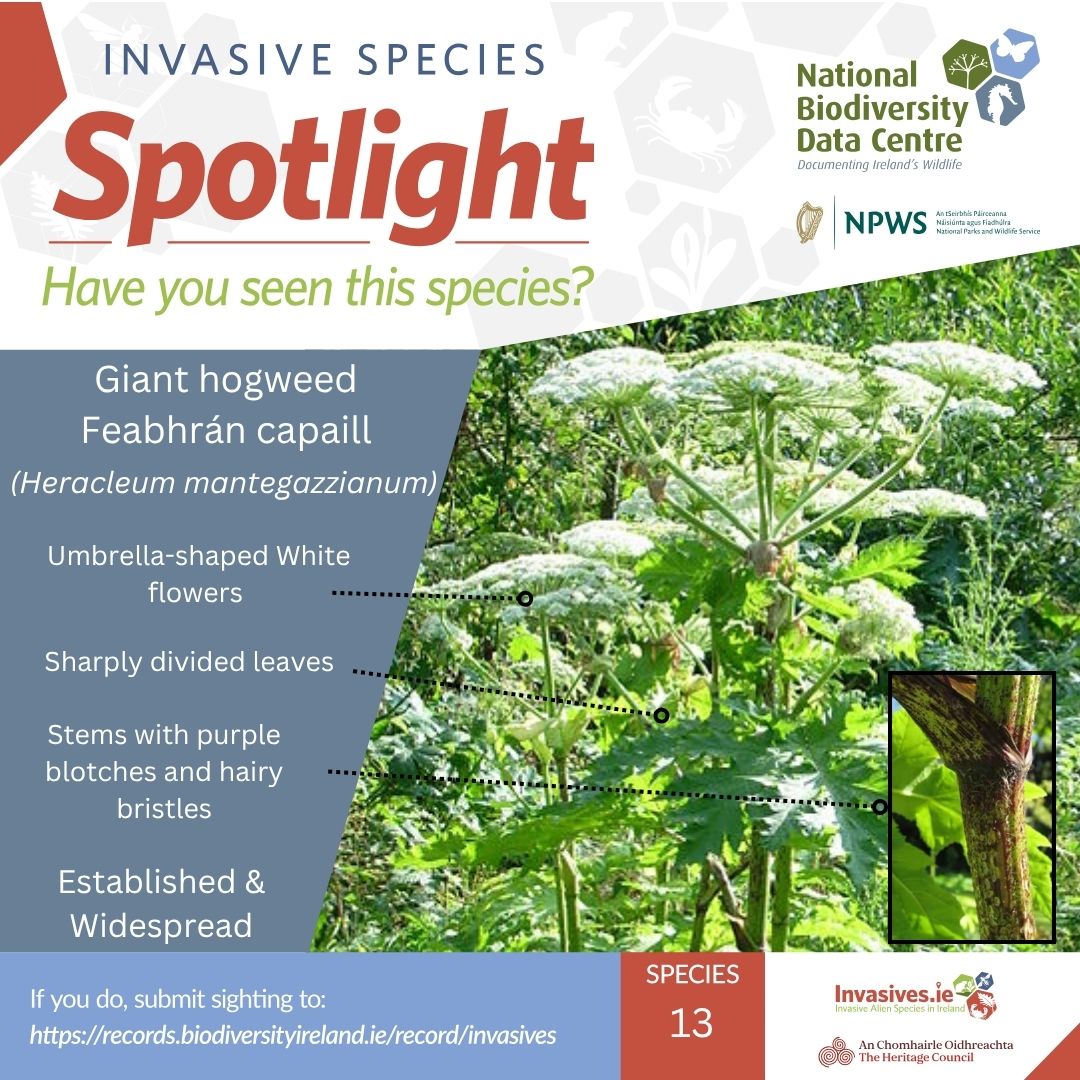 Biodiversity Ireland (@biodatacentre) on Twitter photo Invasive Spotlight Species #13: Giant hogweed
Giant hogweed outcompetes native vegetation, causes soil erosion and is a health hazard to humans.
Submit your sighting 👉shorturl.at/AiF0S
Species Profile: 👉 shorturl.at/ooPgl
#ReportInvasives
#BePlantWise Invasive Spotlight Species #13: Giant hogweed
Giant hogweed outcompetes native vegetation, causes soil erosion and is a health hazard to humans.
Submit your sighting 👉shorturl.at/AiF0S
Species Profile: 👉 shorturl.at/ooPgl
#ReportInvasives
#BePlantWise