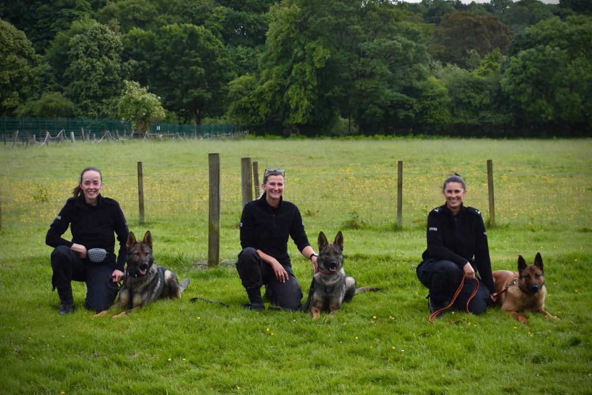 And there’s more…

(L-R) PC McNab #PDFury, PC Donaldson #PDShady, PC Carruth #PDAmmo

3 newly licensed dog teams ready to deploy across the West of Scotland from today! 👏🏻

Well done all involved and let’s get those dogs and handlers out there #KeepingPeopleSafe

#WhatWeTrainFor