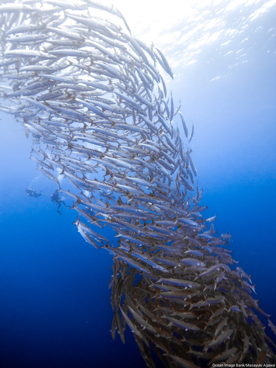 Nations Unies (ONU) (@onu_fr) on Twitter photo La pêche durable est nécessaire pour #SauverNosOcéans & protéger les moyens de subsistance de millions de personnes.
Ce jeudi, Journée contre la pêche illicite, non déclarée et non réglementée, découvrez comment la <a href="/FAOenFrancais/">FAO en français</a> contribue à y mettre fin. fao.org/iuu-fishing/fi… La pêche durable est nécessaire pour #SauverNosOcéans & protéger les moyens de subsistance de millions de personnes.
Ce jeudi, Journée contre la pêche illicite, non déclarée et non réglementée, découvrez comment la <a href="/FAOenFrancais/">FAO en français</a> contribue à y mettre fin. fao.org/iuu-fishing/fi…