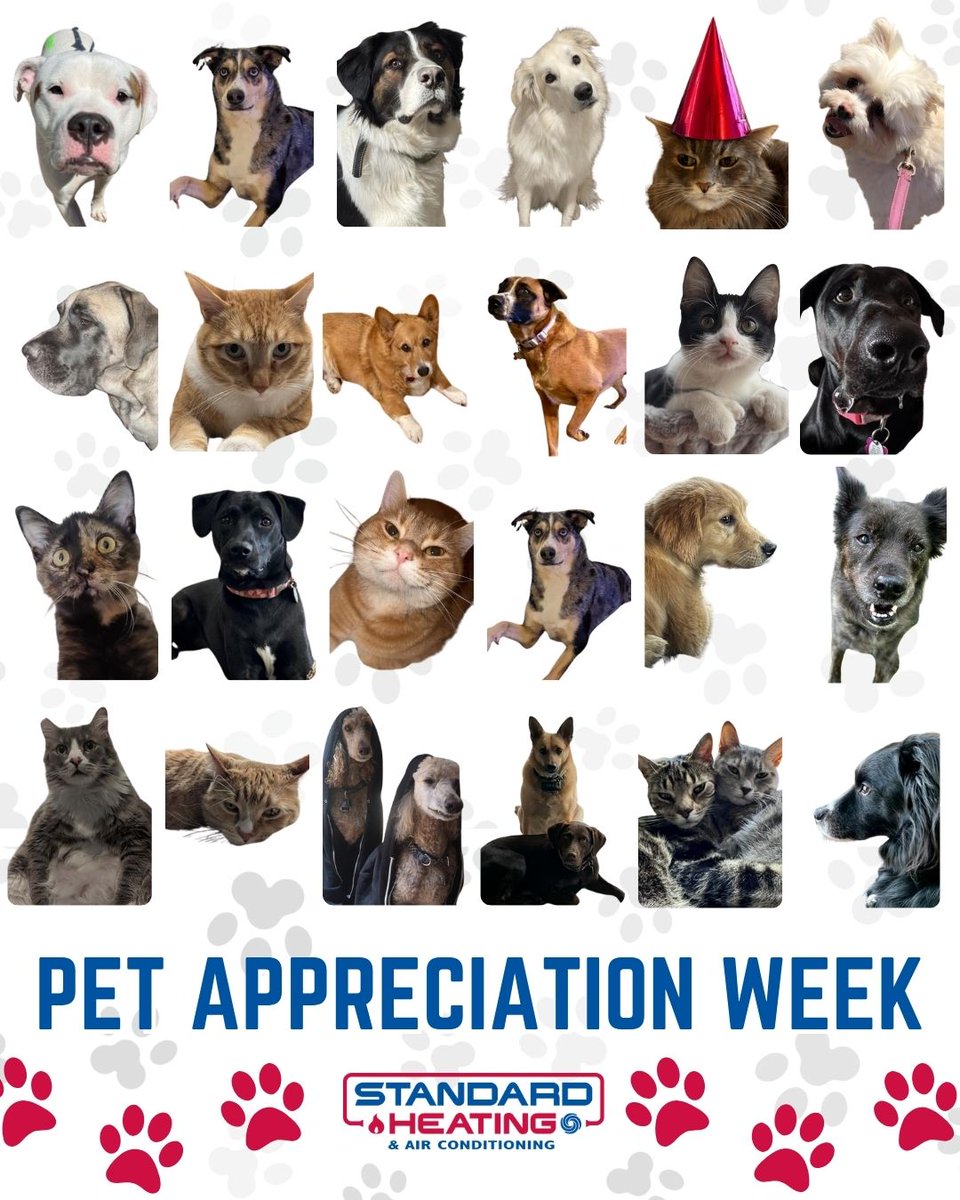 It’s Pet Appreciation Week! 🐾 Meet some of our team’s pets, and share a pic of yours too! 💖