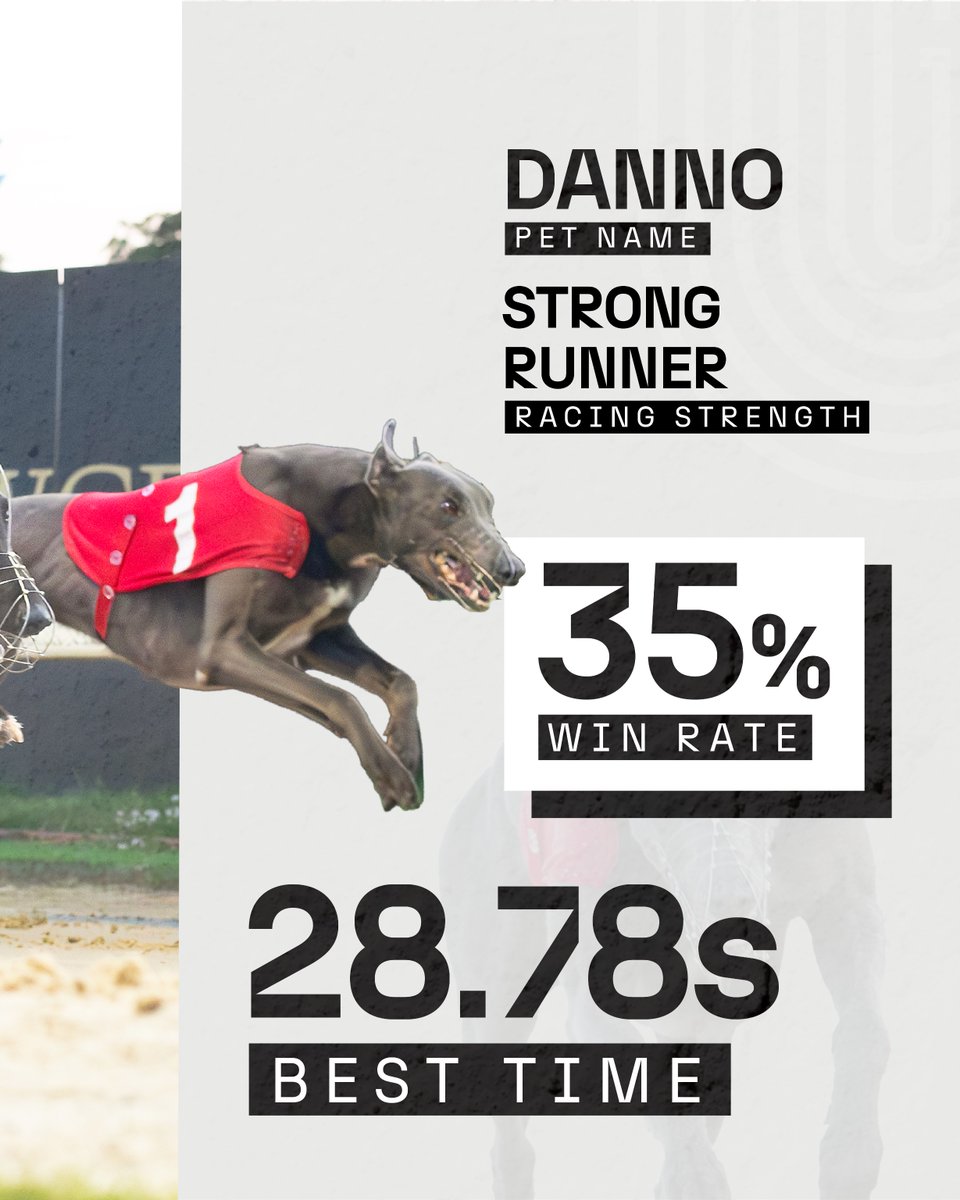 TowcesterGHs's tweet photo. 💪The Powerhouse - Droopys Bookem
Built for strength, driven by heart.
Danno digs deep and stays strong right to the line.
#DerbyContender #GreyhoundDerby #Derby2025 #BookemDanno https://t.co/iQxxyRT6F3