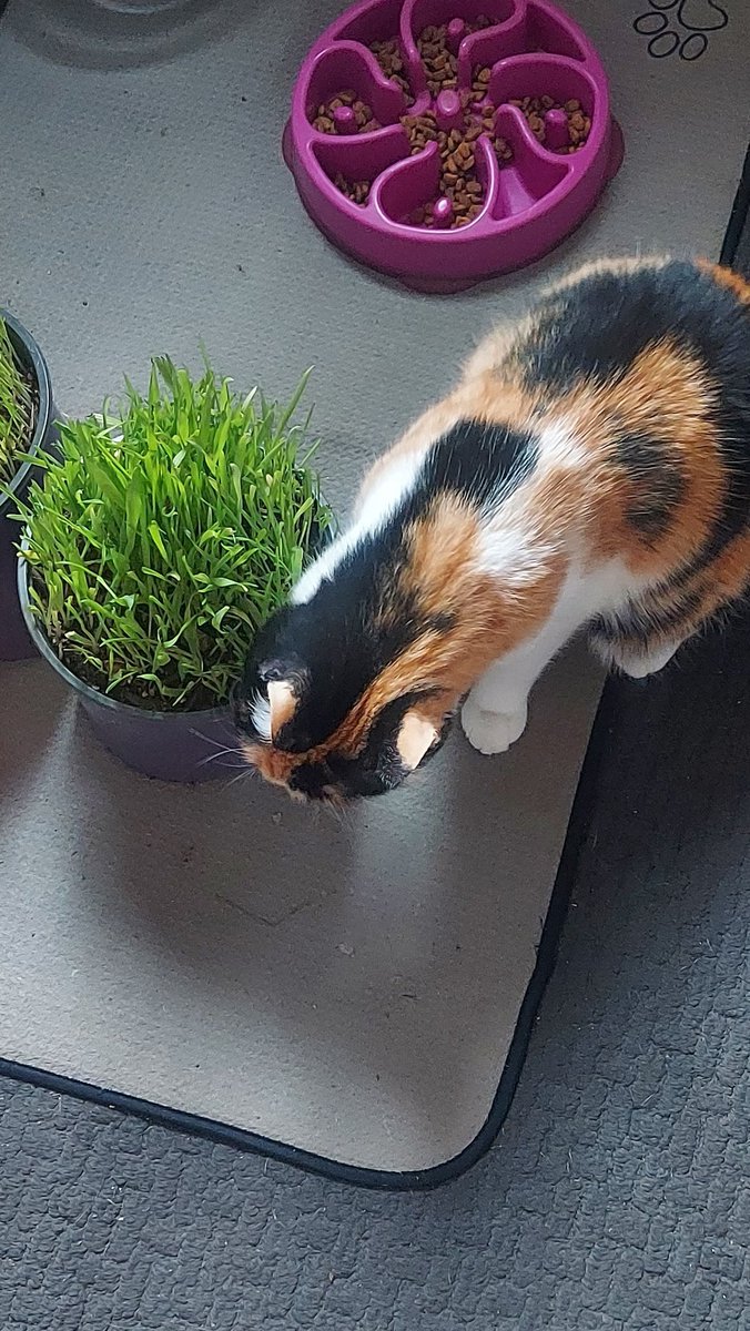 Cat VS Cat salad (pet grass)

The grass won she kept cuddling the grass
