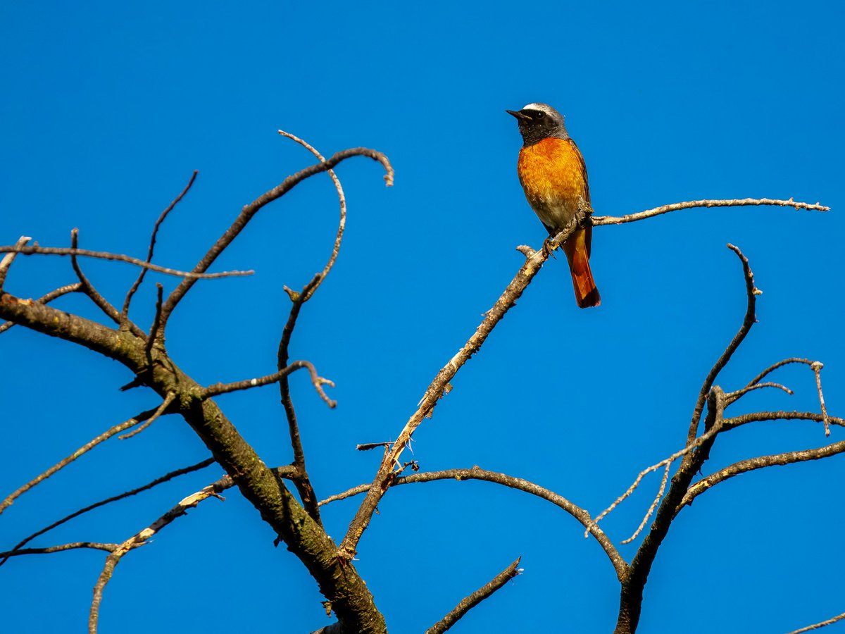 Elliott81758817's tweet image. Some more bits and bobs from the Camargue. So lovely to wake up to Redstart, Nightingales, Cirl Buntings, Sardinian Warbler, Woodlarks, Serin and so much more singing each morning!