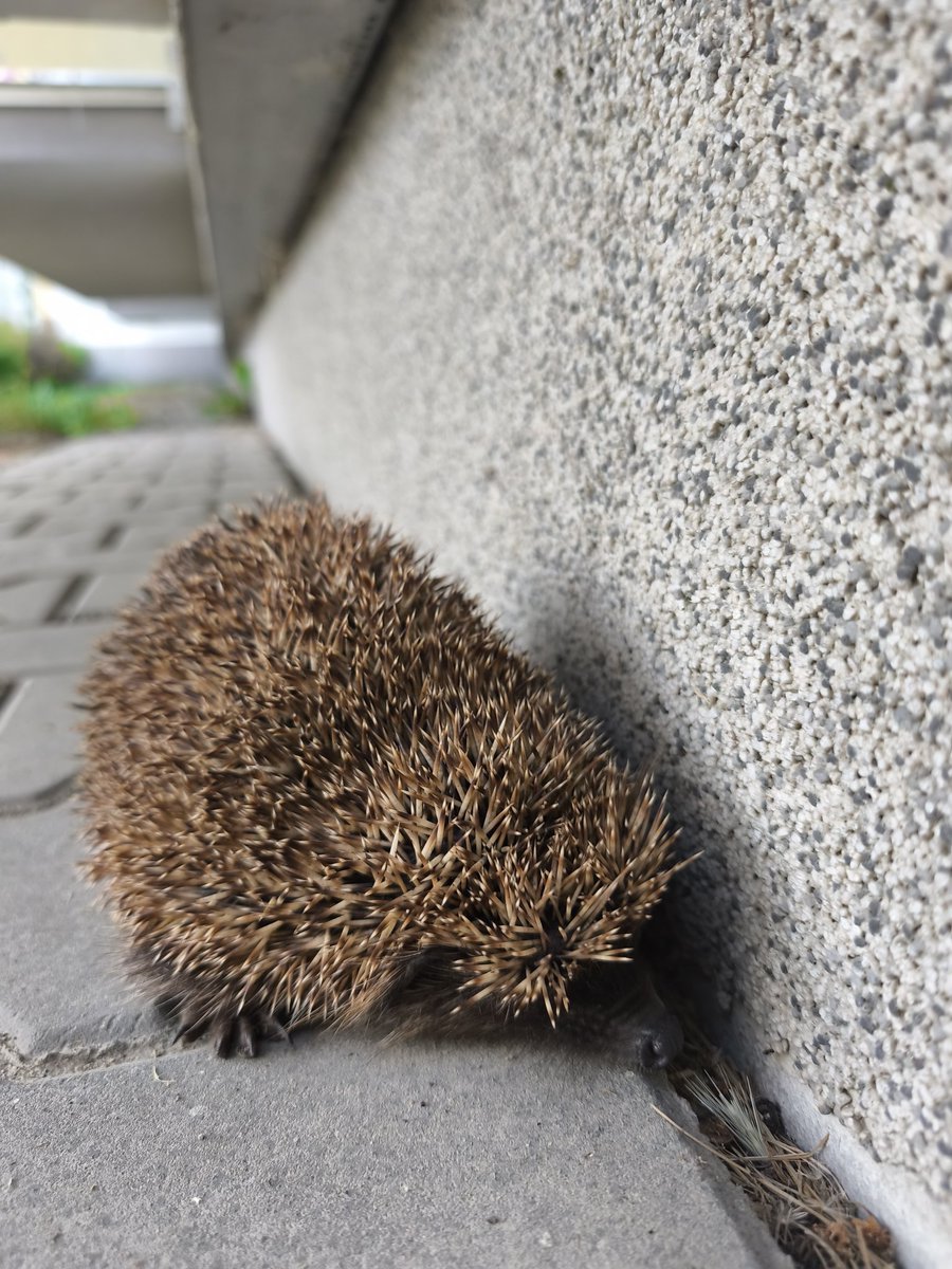 Evarally's tweet image. He's got spikes, yet he still melts hearts😋 Magic...✨😍
#TooCute #TinyMagic