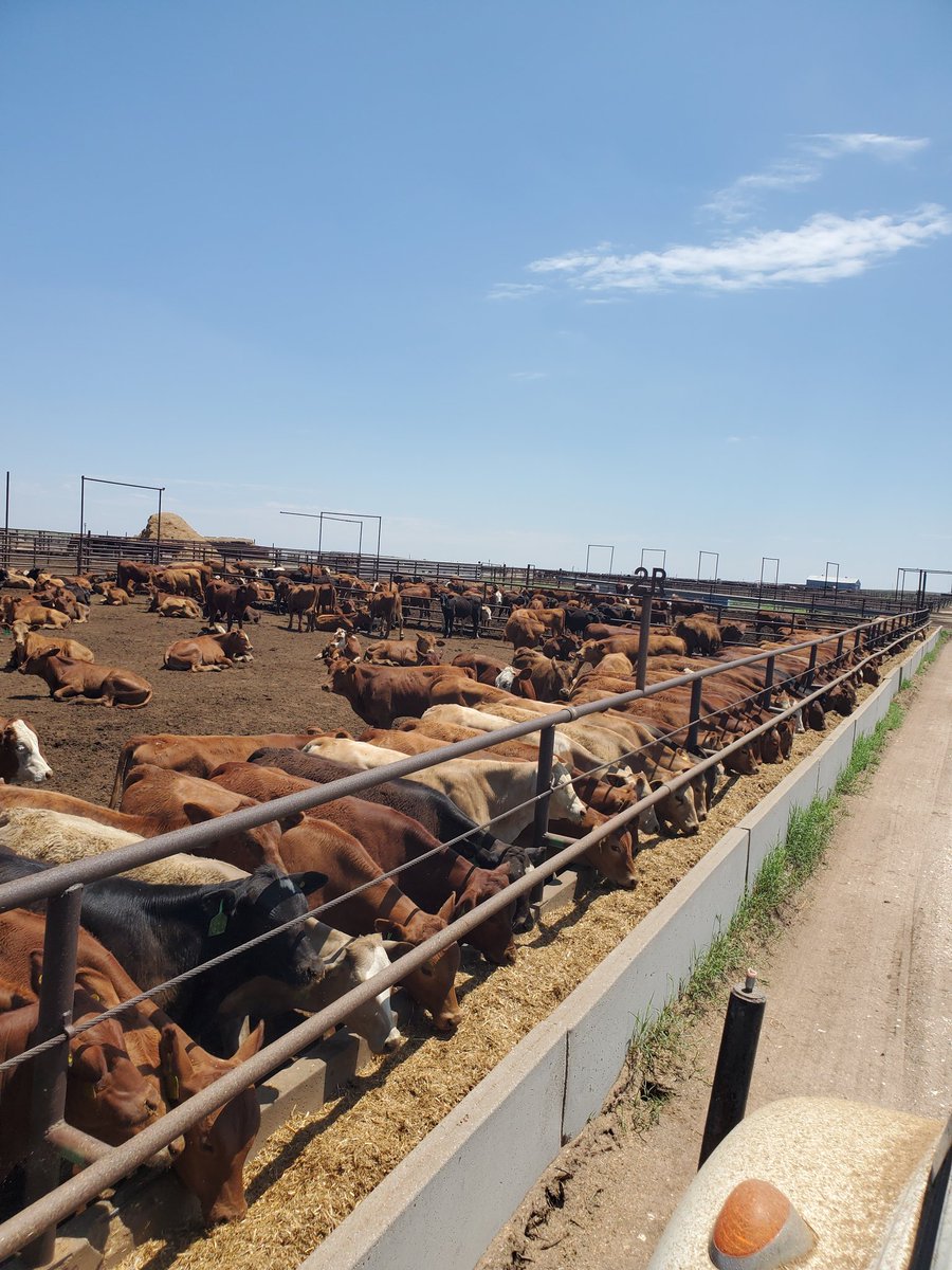 6 loads of FL bawlers today. Summertime feeders. <a href="/cameron_korth/">CKorth4</a>