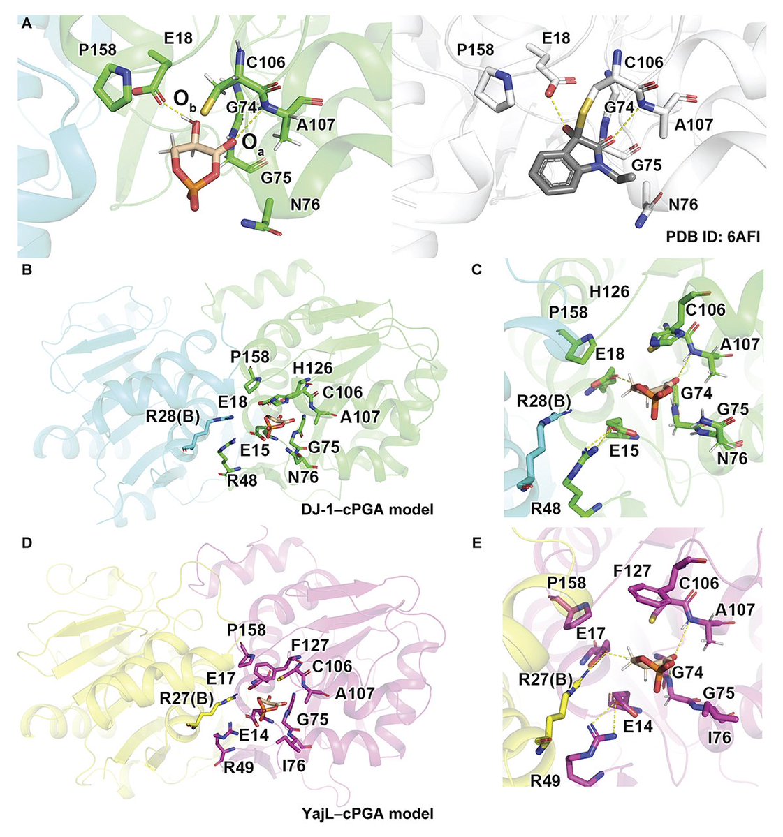 Journal of Cell Biology (@jcellbiol) on Twitter photo Watanabe, Moriwaki, Matsuda et al. <a href="/sciencetokyo_en/">Science Tokyo (Institute of Science Tokyo)</a> combine in silico molecular modeling with cell-free experimental analyses of DJ-1 mutants & present an evidence-based mechanism for DJ-1–mediated cPGA hydrolysis & its significance in #Parkinsons disease hubs.la/Q03qLSHM0 Watanabe, Moriwaki, Matsuda et al. <a href="/sciencetokyo_en/">Science Tokyo (Institute of Science Tokyo)</a> combine in silico molecular modeling with cell-free experimental analyses of DJ-1 mutants & present an evidence-based mechanism for DJ-1–mediated cPGA hydrolysis & its significance in #Parkinsons disease hubs.la/Q03qLSHM0