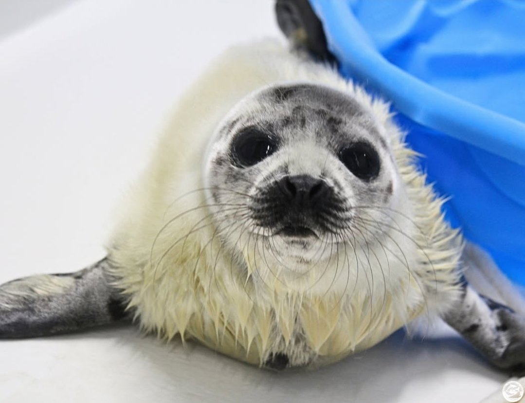 So fluffy.. so soft..