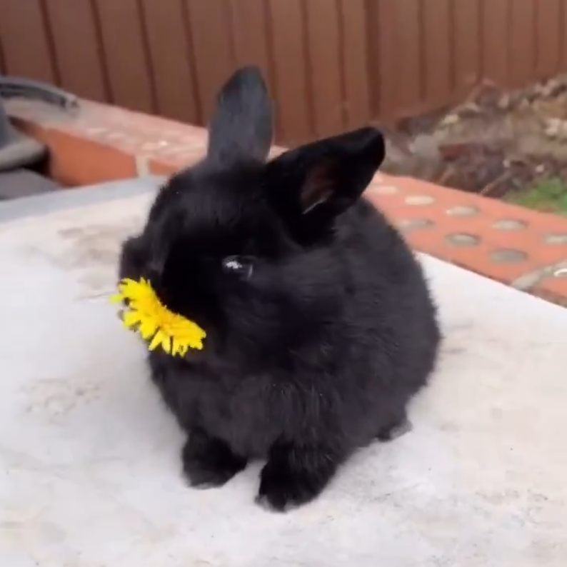 ✧ bibi ✧🐇💩 SHOP OPEN tweet media