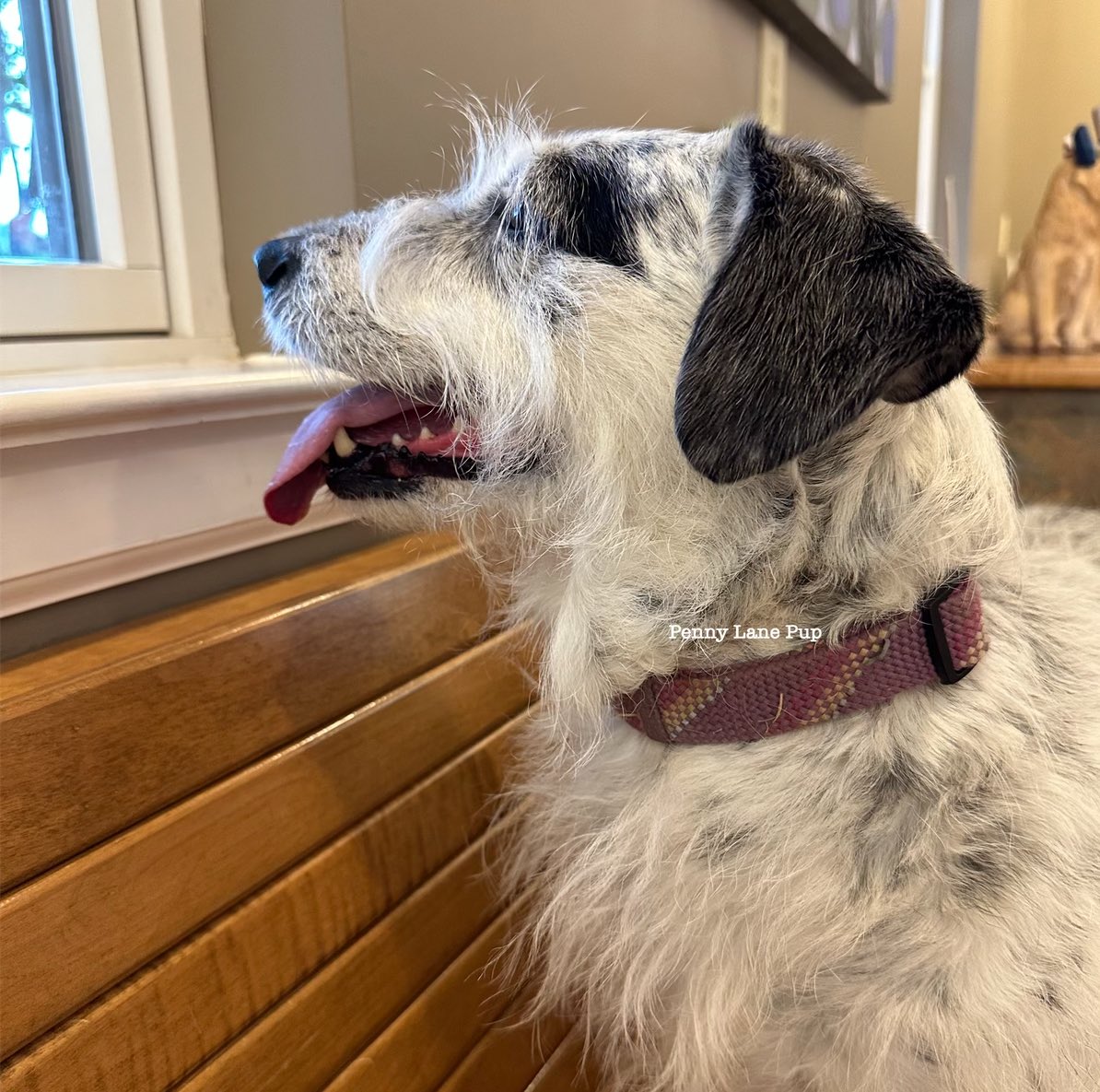 At da vet getting my allergies checked out. I’m an itchy mess. 

It’s really unfair dat a lawn potato, such as myself, is allergic to da lawn. 
#pennylane #lawnpotato