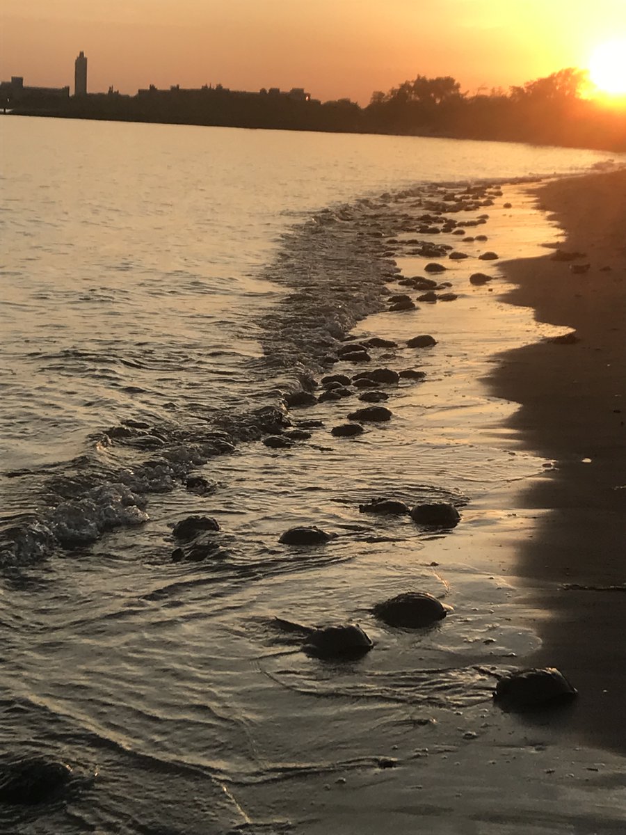 "Welcome to Jurassic Park" 🦕Well ... kinda! 

Meet NYC's horseshoe crabs! This prehistoric species (which are even older than dinos!) visits our shores every late spring to mate and lay eggs under the full and new moon.
