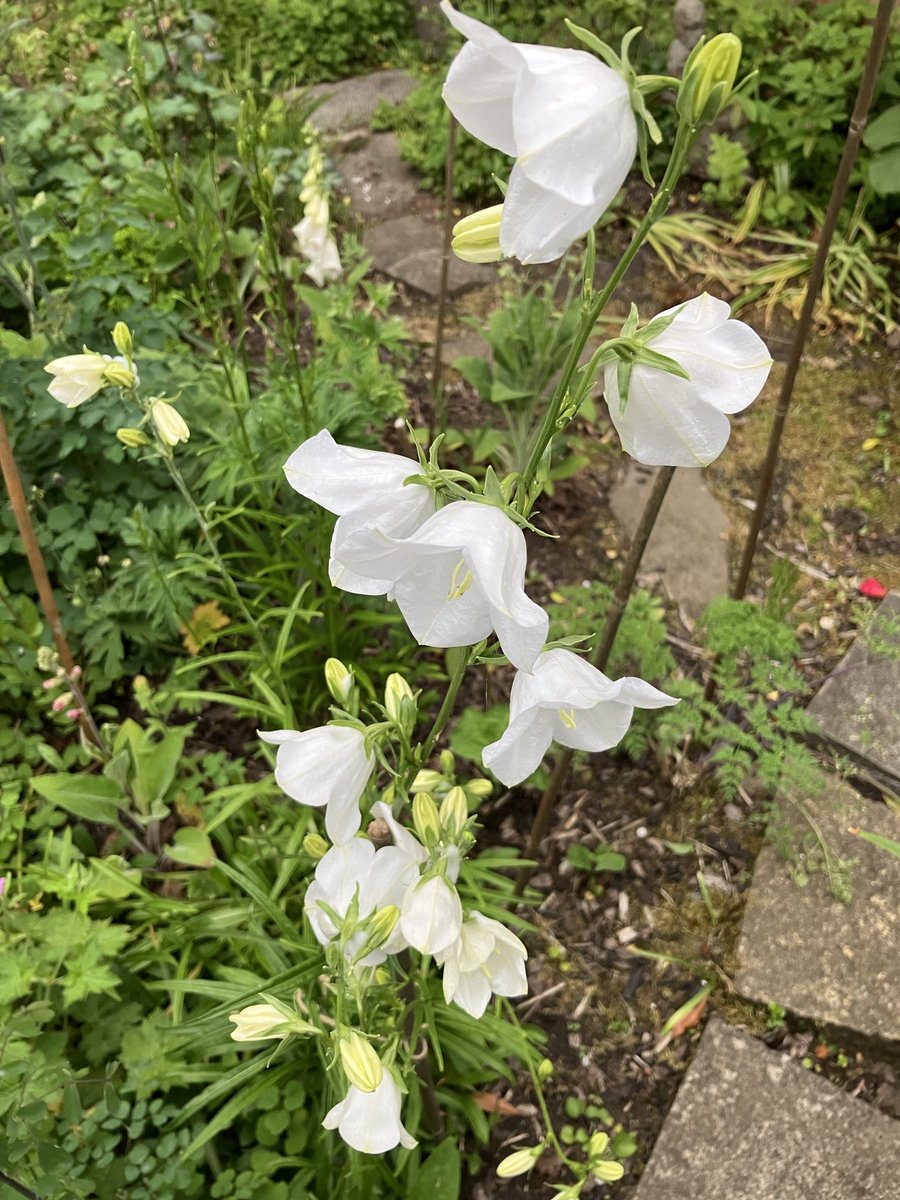 My white campanula is flowering