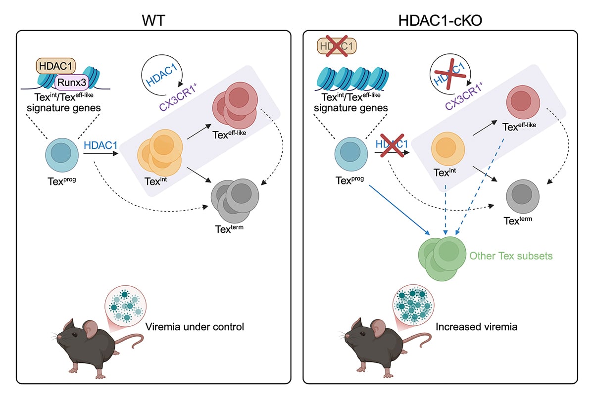 Journal of Experimental Medicine (@jexpmed) on Twitter photo Rica, Waldherr, Miyakoda, Sakaguchi et al. <a href="/MedUni_Wien/">MedUni Wien</a> show that HDAC1 promotes an open chromatin state at effector-like signature gene loci in exhausted T cell progenitors and thereby primes cell fate specification toward effector-like exhausted T cells hubs.la/Q03qLX5l0 Rica, Waldherr, Miyakoda, Sakaguchi et al. <a href="/MedUni_Wien/">MedUni Wien</a> show that HDAC1 promotes an open chromatin state at effector-like signature gene loci in exhausted T cell progenitors and thereby primes cell fate specification toward effector-like exhausted T cells hubs.la/Q03qLX5l0