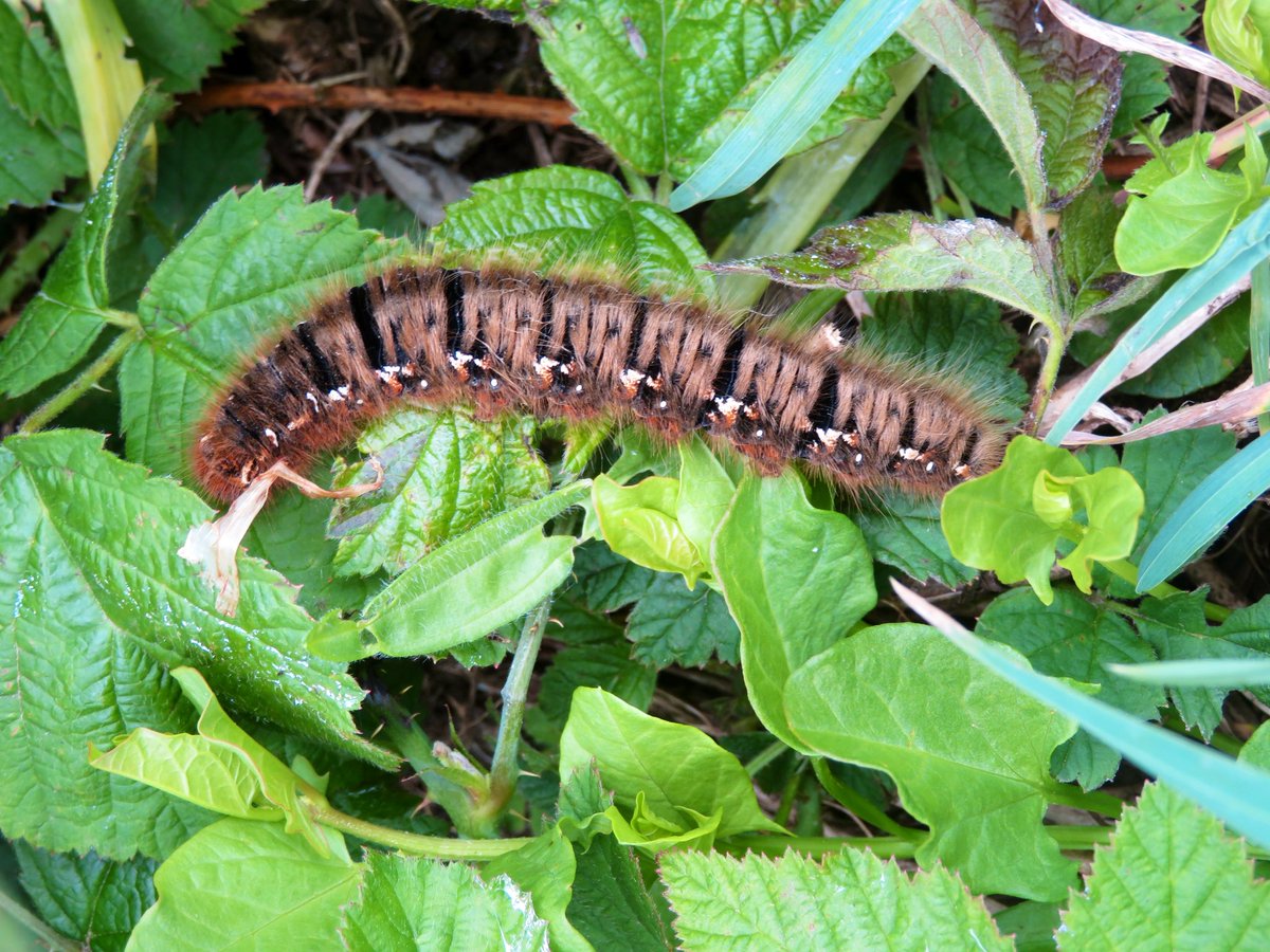 An oak eggar moth caterpillar spotted along a lovely walk in Cornwall. Great to see these different caterpillars 😁 along the way #moth #caterpillar #oakeggar #spring #cornwall