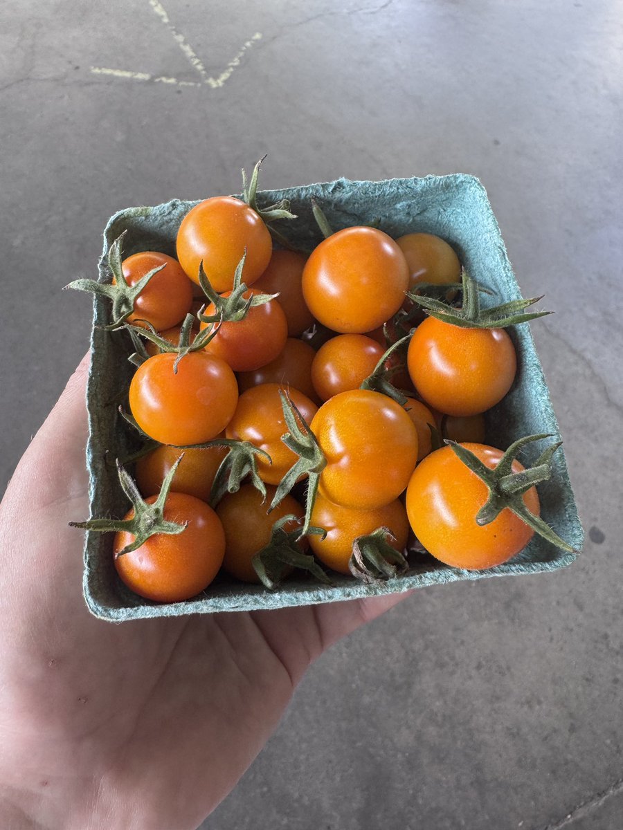 First sungolds of the season