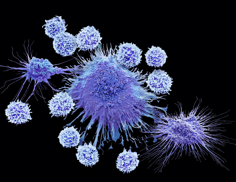 A new Science #Immunology study in mice suggests that exogeneous #interferonγ treatment during early viral infection could inform therapeutics for patients with activating mutations in #STAT1 and susceptibility to fungal and viral diseases. scim.ag/43I9eqD