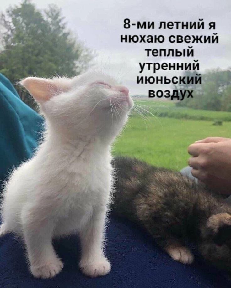 catsilcats's tweet photo. https://t.co/7ZLGf528mz