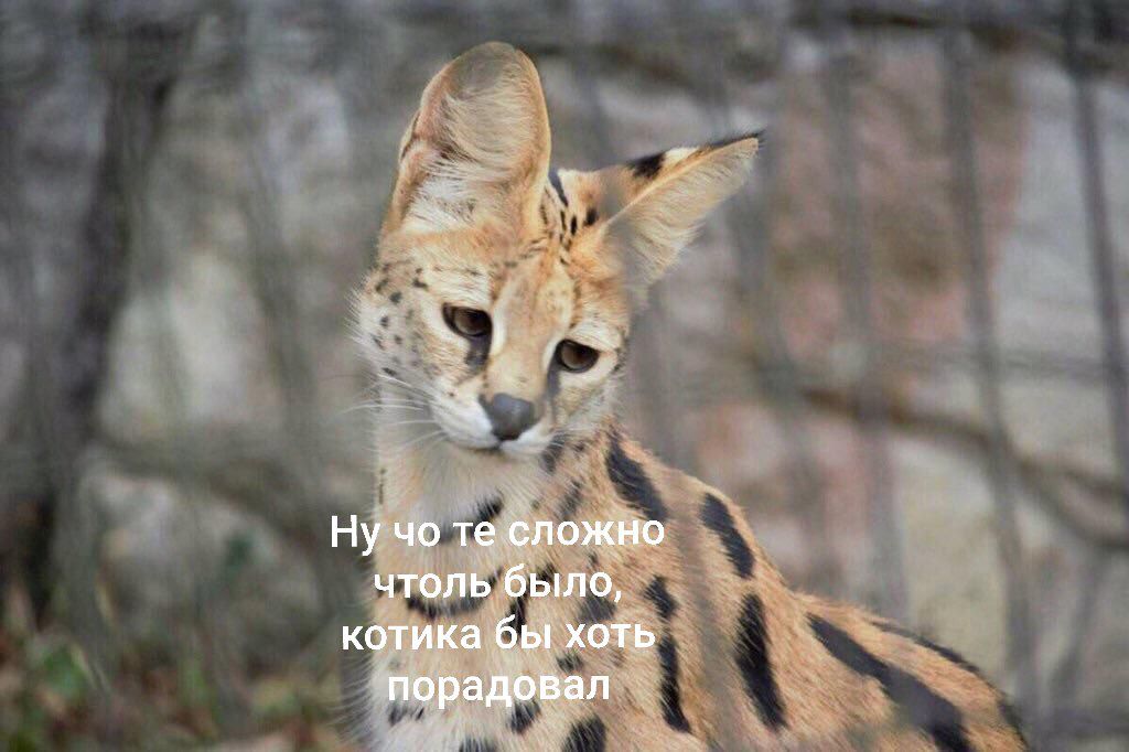 Алтан Котанович, когда Серега на том складе не здох