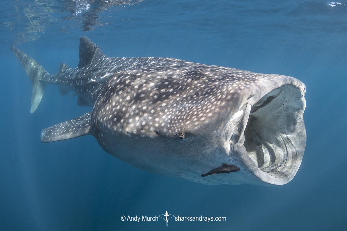 SharkiesOTD's tweet photo. ♡ Whale Shark https://t.co/p2MxebzEik
