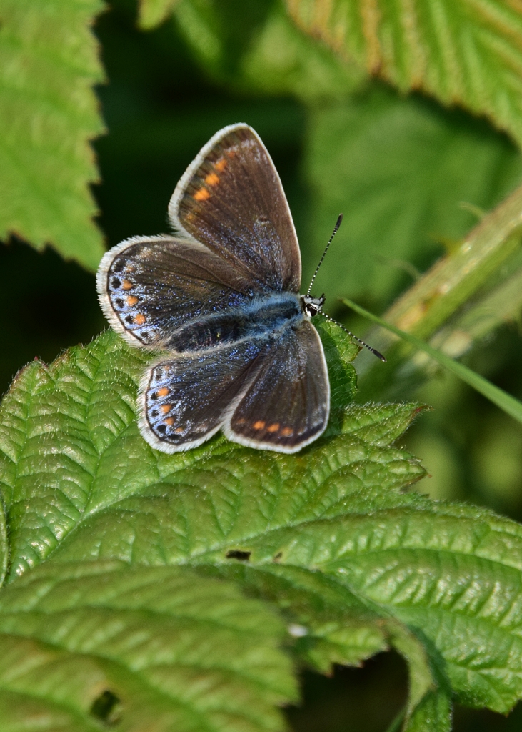 Neil Freeman (@neilfreeman14) on Twitter photo A nice female Common Blue seen at Blythe Valley Park near Solihull this morning. Brown ones like this are still the most common form around here although examples with more blue are becoming more common here. <a href="/BCWarwickshire/">BC Warwickshire</a> <a href="/savebutterflies/">Butterfly Conservation 🦋</a> A nice female Common Blue seen at Blythe Valley Park near Solihull this morning. Brown ones like this are still the most common form around here although examples with more blue are becoming more common here. <a href="/BCWarwickshire/">BC Warwickshire</a> <a href="/savebutterflies/">Butterfly Conservation 🦋</a>