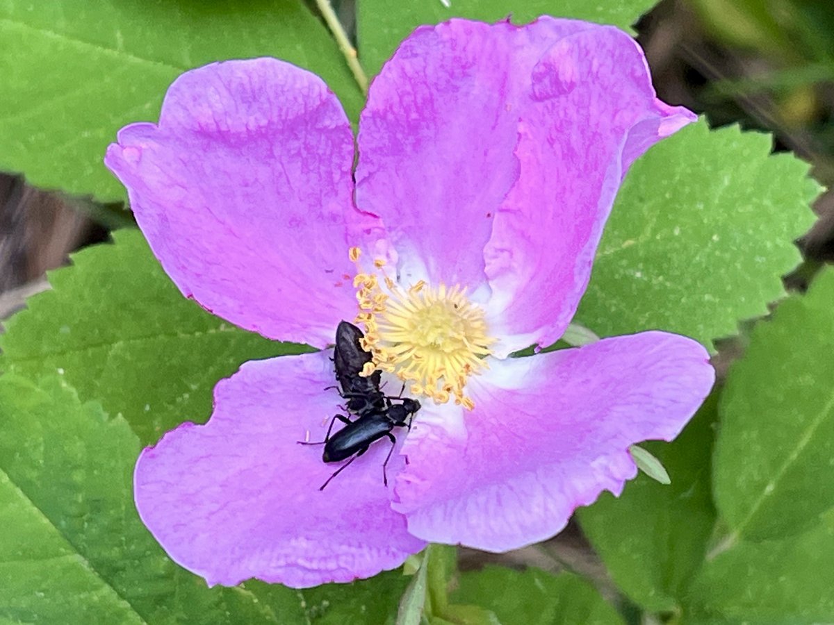 sallymauk's tweet image. One of the most inspiring stories I covered was the removal of the Milltown Dam and the reincarnation of what used to be a toxic reservoir into a beautiful state park. I had a lovely hike there among ladyslippers and wild roses, and birdsong galore. 
#goodnews