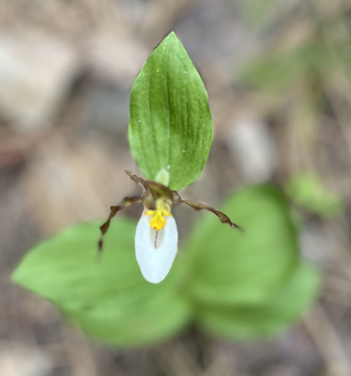 sallymauk's tweet image. One of the most inspiring stories I covered was the removal of the Milltown Dam and the reincarnation of what used to be a toxic reservoir into a beautiful state park. I had a lovely hike there among ladyslippers and wild roses, and birdsong galore. 
#goodnews