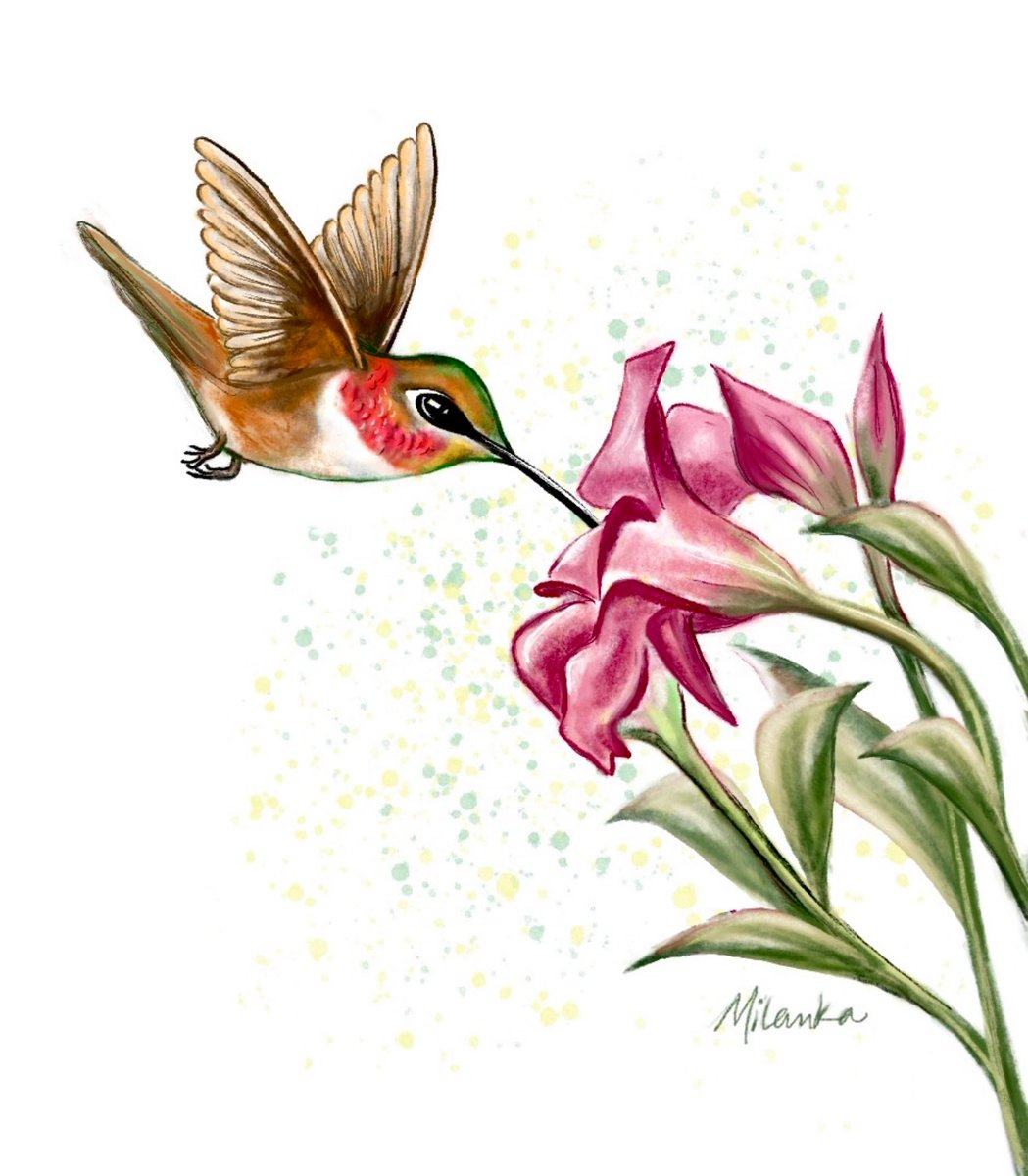 MilankaReardon's tweet photo. Love to see the hummingbirds back in my garden!
#love #hummingbird #painting #hummingbirdart #bird #art #kidlitart #illustration #kidlit #inmygarden #hummingbirds https://t.co/p0ZxKBwIqj