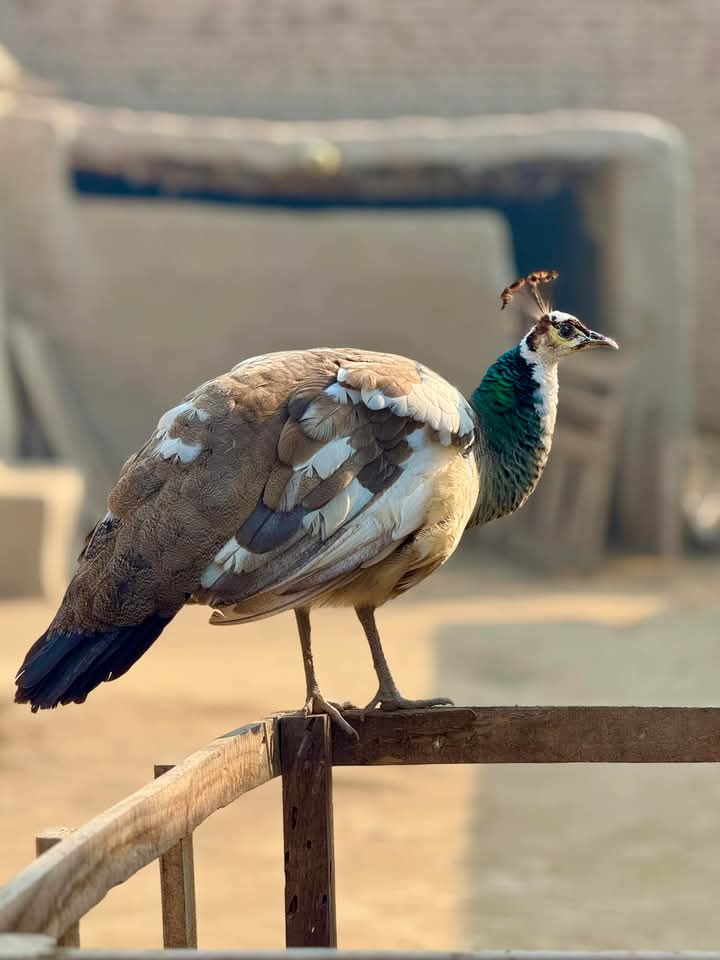 عقل در بارگاهِ حضرتِ عشق
مُنفعِل چون نخوانده مهمان است

صائب

عقل حضرتِ عشق کے دربار میں ایسے شرمندہ ھے جیسے بِن بُلایا مہمان !