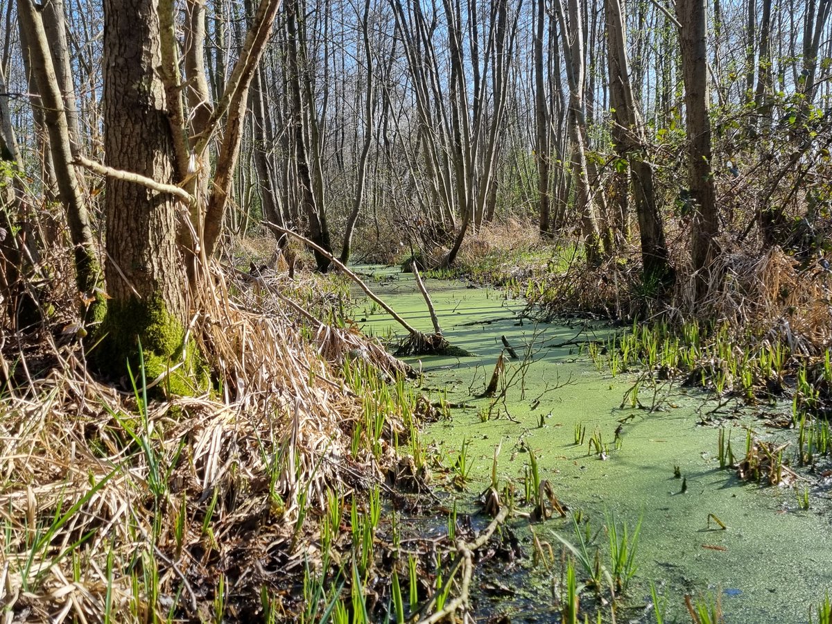 GRotgers's tweet image. Volgens de Bosgroepen verdroogt en verzuurt het essenhakhoutbos van N2000-gebied Oud-Kolland. Provincie Utrecht wil het gebied daarom vernatten. Uit onze gebiedscheck blijkt echter dat het bos verzuipt, een prima pH heeft, maar belabberd wordt beheerd: stichtingagrifacts.nl/n2000-essenhak…