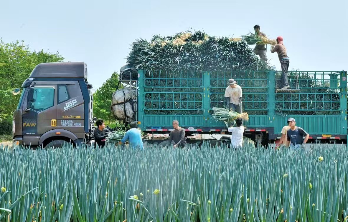 Yanghe Village's 200+ Acres of "Contract Scallions" Harvest in Full Swing! 🧅
Harvest season is buzzing in Yanghe Village, Rucheng Street, Rugao, Jiangsu! Over 200 acres of "contract scallions" are being harvested right on schedule, with farmers working hard to collect, bundle,