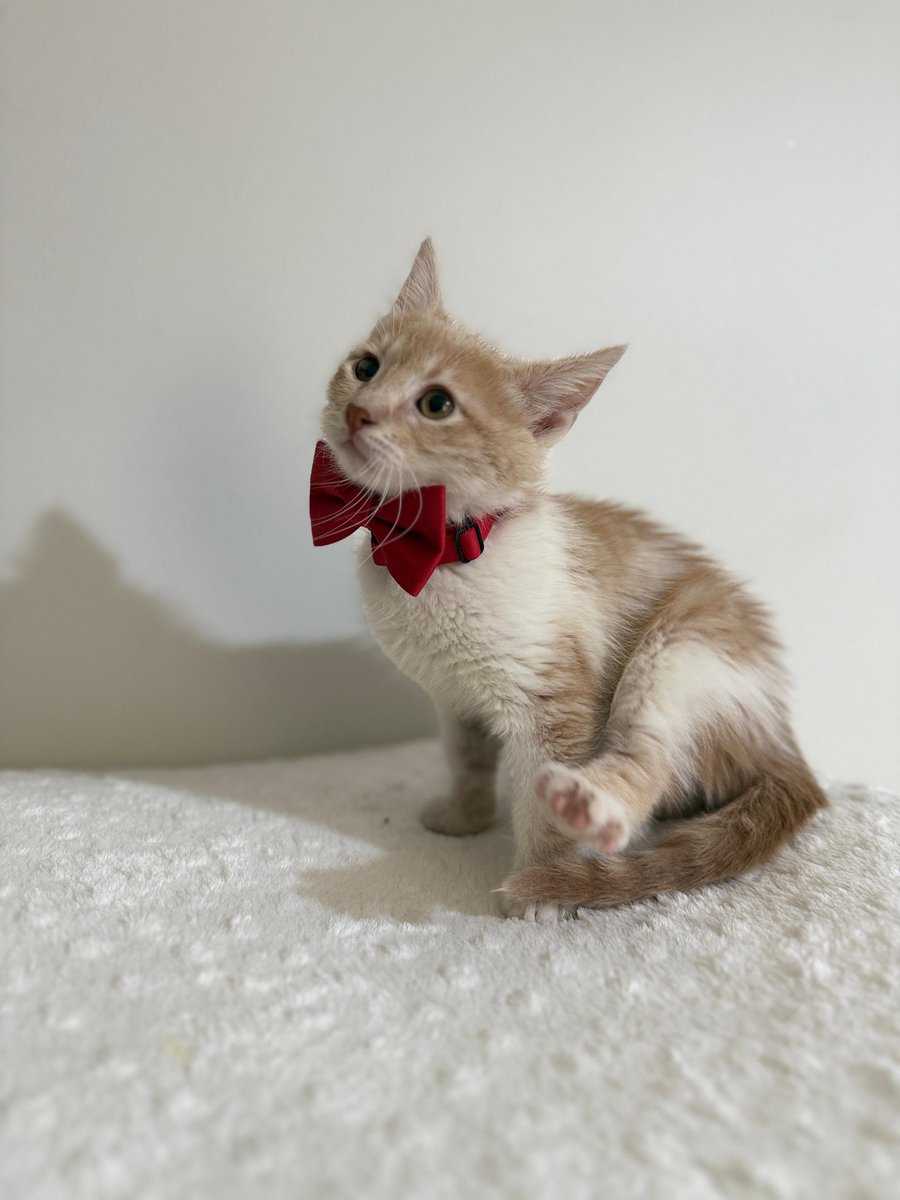 Uzay yuva arıyor 🖤
Otobanda yol kenarında bulundu.
İlk aşıları yapıldı.
Evinde camlarda tel gibi gerekli önlemleri alacak , daha önce kedi bakım tecrübesi olan yuvasını arıyoruz. 
İstanbul Üsküdar.
0532 460 01 49