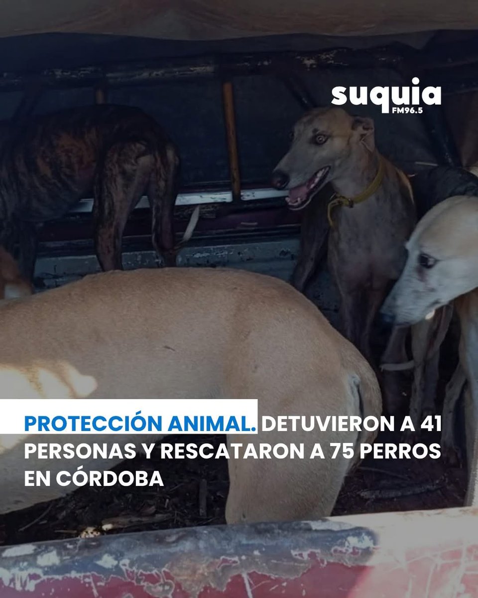 Perros que ahora van a ir a parar a un “refugio” amontonados y en espacios súper pequeños donde se les hace imposible correr. Que plaga son estos animalistas