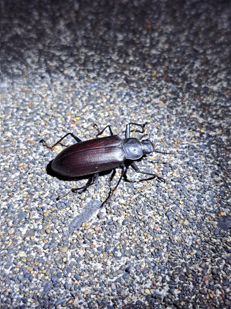 大遅刻
 帰ってきた頃には日付け変わってた

#虫の日
 #むしの日