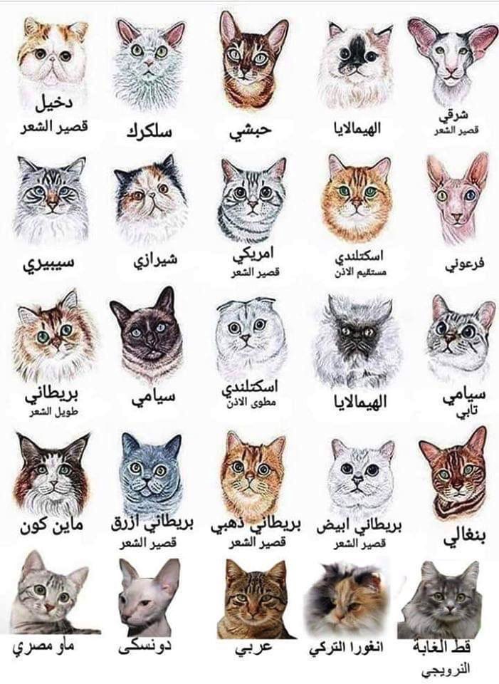 اتمنى من البساس عدم ضبط النفس 
#يحدث_الآن