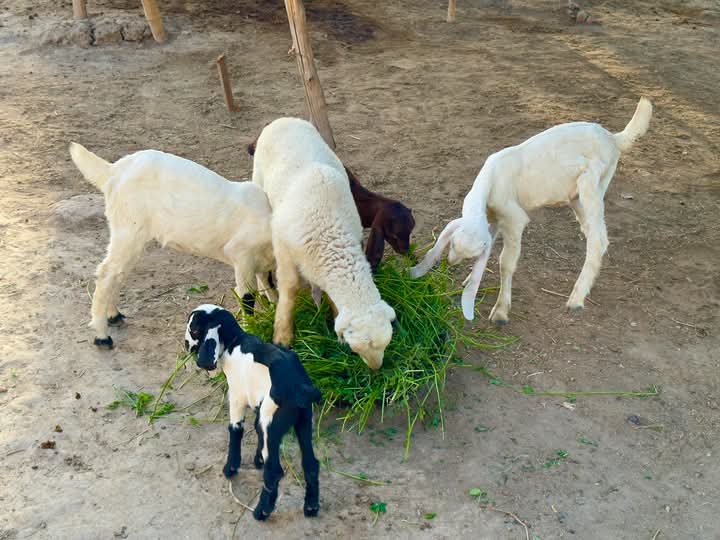 آؤ چُپ کی زبان میں ناصر
اتنی باتیں کریں کہ تھک جائیں