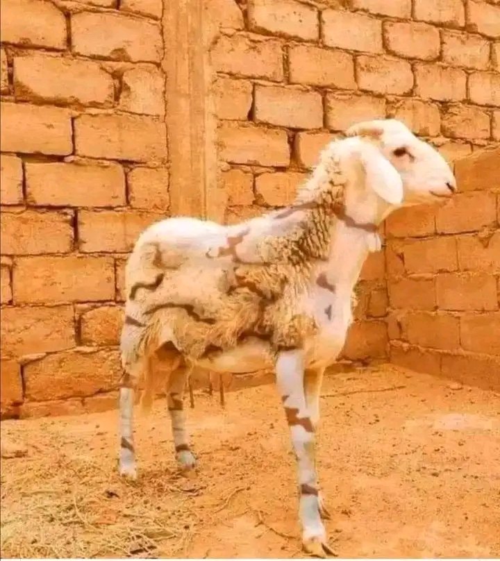 اها دا يضبحو ولا يسلمو للجيش