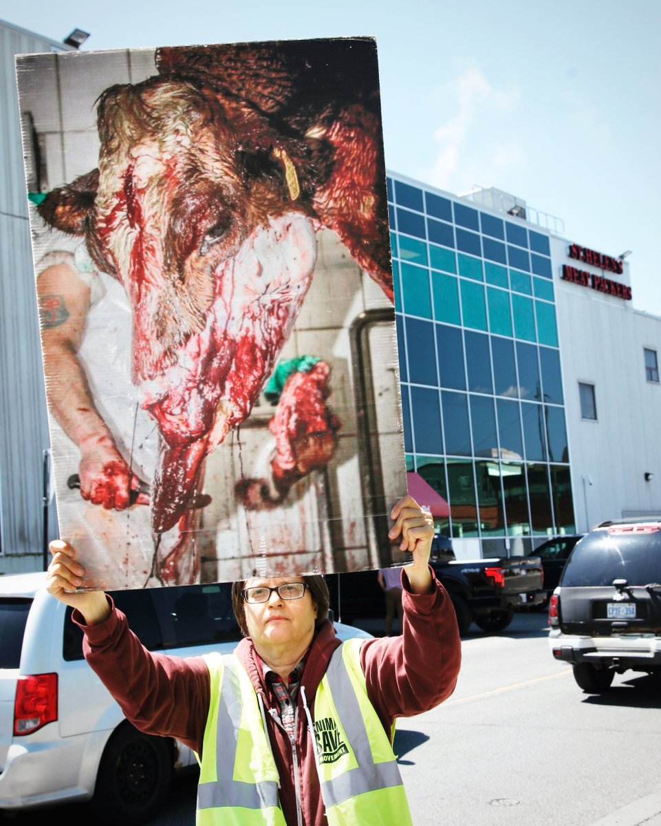 Animals trapped in our food system are hidden behind windowless walls of warehouses, transport trucks and slaughterhouses.

We are putting glass walls on slaughterhouses.

Join us. Learn more at AnimalSaveMovement.org.