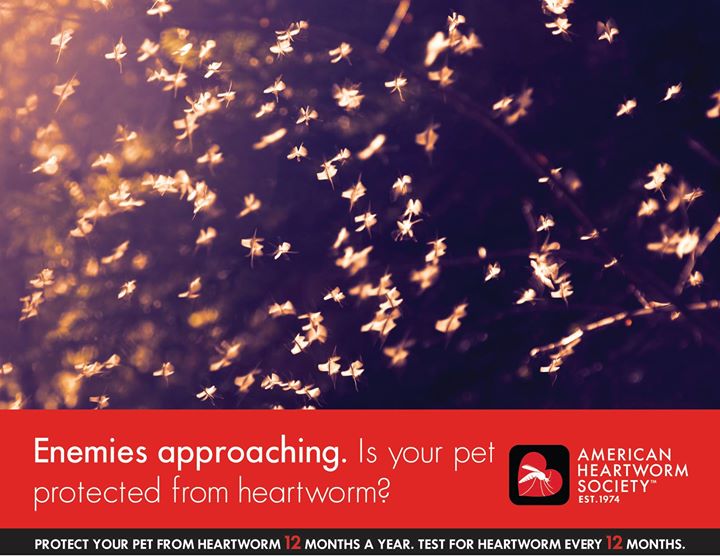 Protect your pet! #heartworm #pethealth