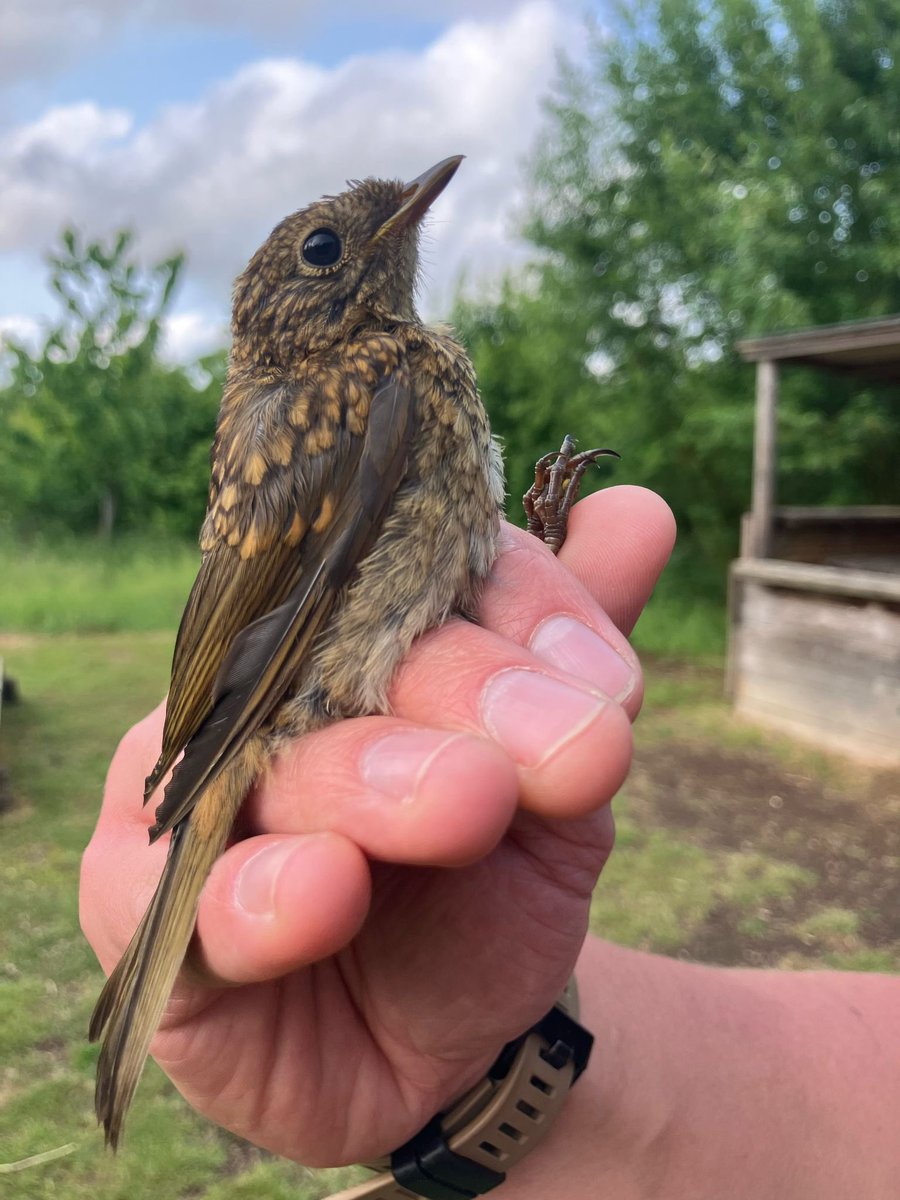 South Essex Ringing Group (@southessexrg) on Twitter photo Baby + Robin = Bobbin š„°
Meet our first of the Spring! šæ
This among a decent catch of juveniles at <a href="/WildernessUK/">WildernessUK</a> in Chatham Green last night that included House Sparrow, Greenfinch, Blue Tit & Great Tits.
#BirdRinging
šø <a href="/ReallyWildT/">Terri Dawson</a> Baby + Robin = Bobbin š„°
Meet our first of the Spring! šæ
This among a decent catch of juveniles at <a href="/WildernessUK/">WildernessUK</a> in Chatham Green last night that included House Sparrow, Greenfinch, Blue Tit & Great Tits.
#BirdRinging
šø <a href="/ReallyWildT/">Terri Dawson</a>