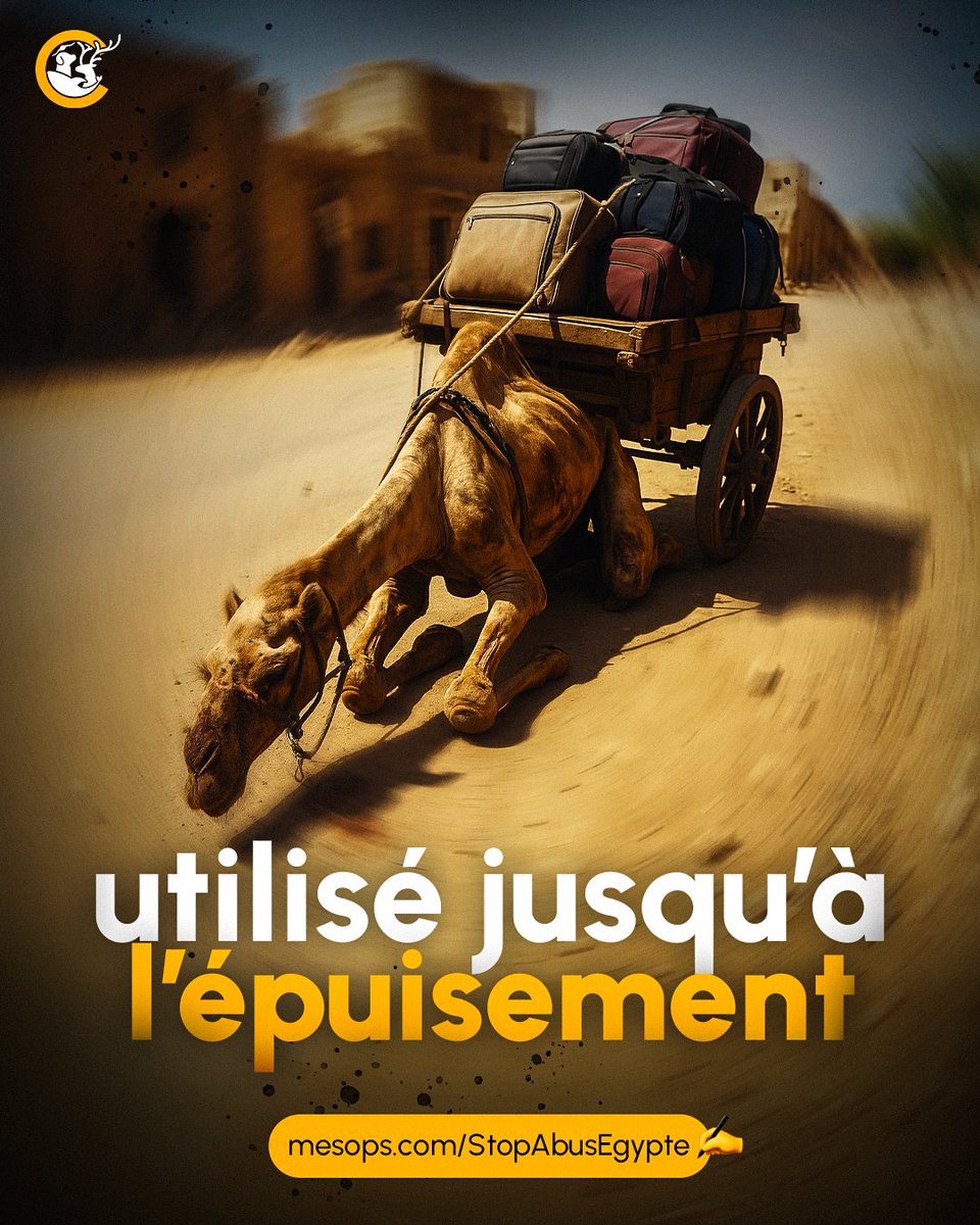 Mobilisation pour la Cause Animale tweet media