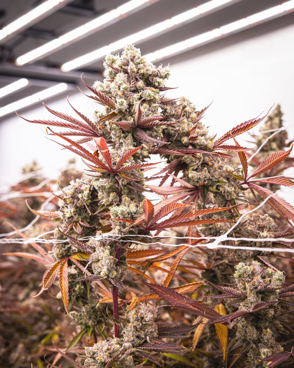 The trial run with the new under-canopy lights appears to have produced a bumper crop of Crunch Berries. 👀!