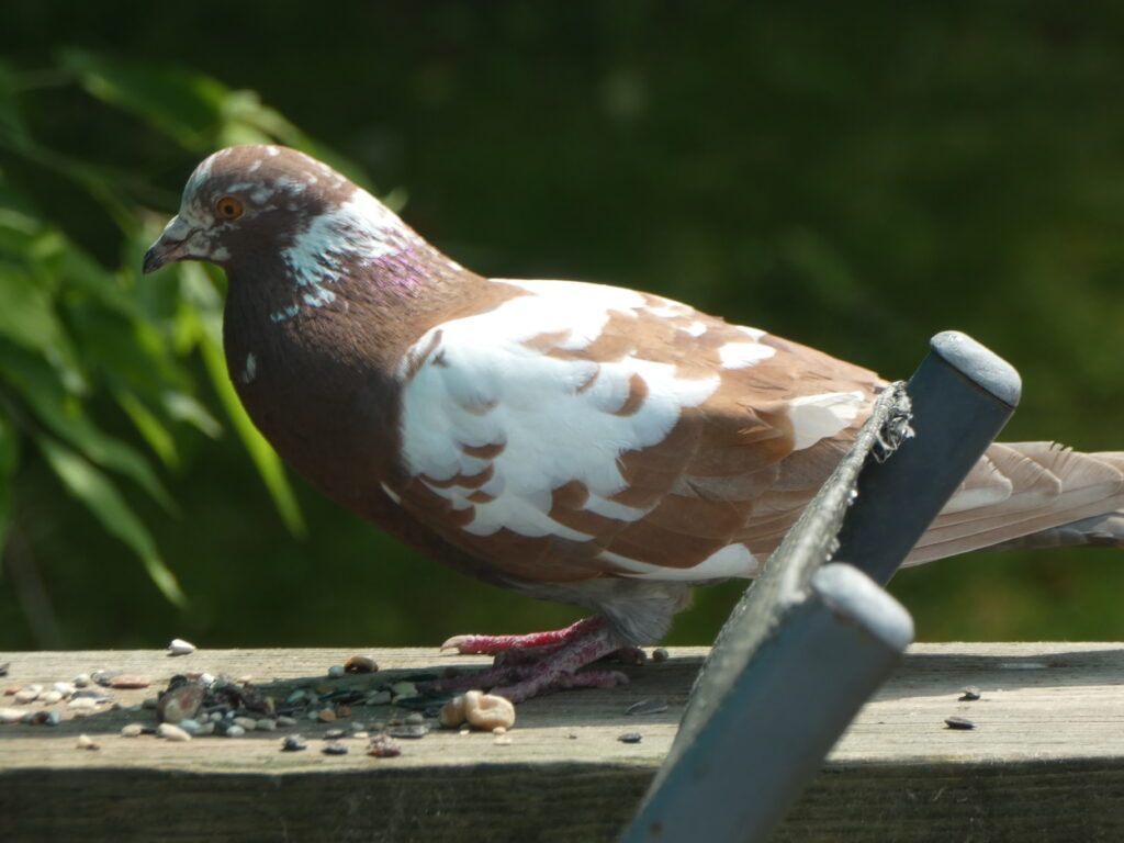 Have you ever noticed a bird with unusual white spots? Birds with these white feathers can have leucism or albinism, pigment abnormalities. Learn more about color variants in birds on our website: buff.ly/tgKZnZf 

📷: Rock Pigeon by Paula