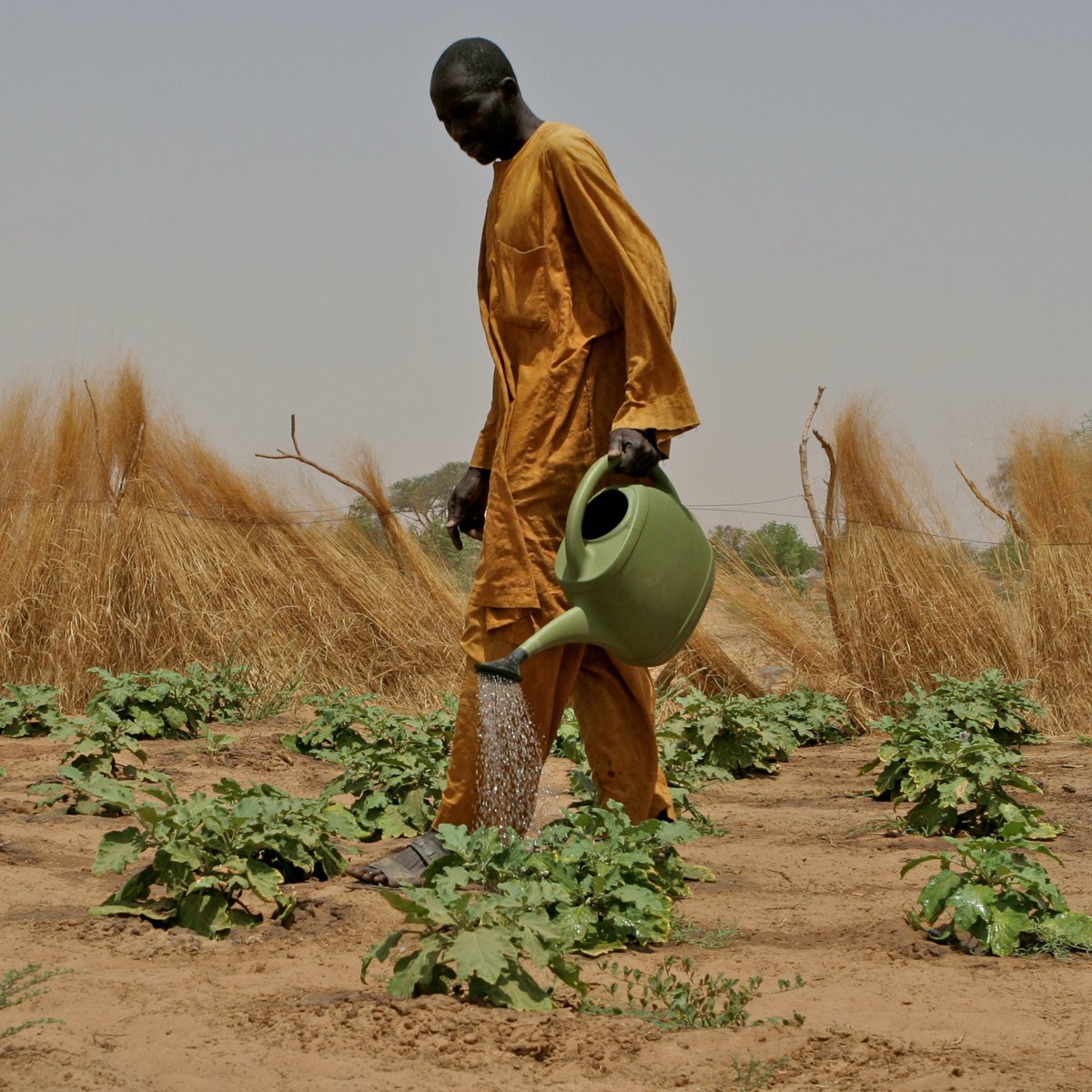 💧Did you know that only 6% of cultivated land in sub-Saharan Africa is currently irrigated?

Investing in efficient irrigation means⤵️

👨‍🌾Growing more food on less land

🌱Longer growing seasons

🌾Higher yields of diverse and better quality crops