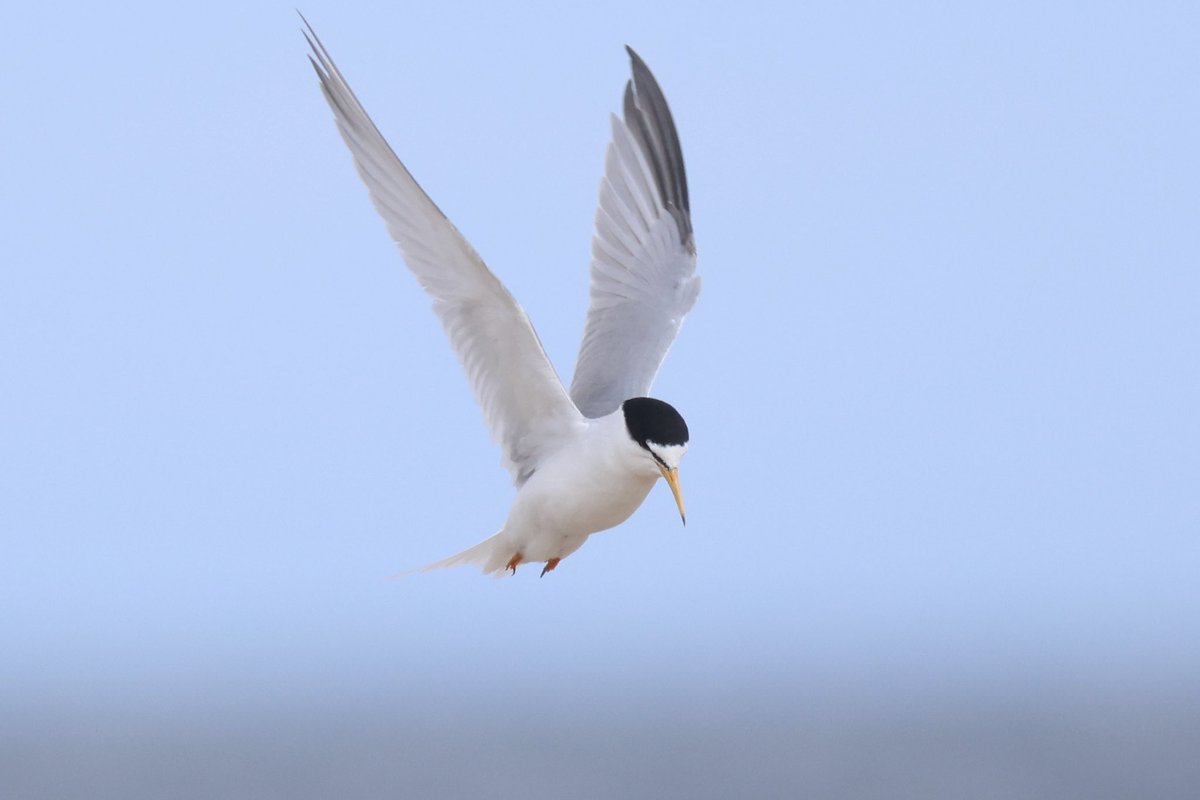 Ted (@littlebustards) on Twitter photo A little term from Seaton Carew this afternoon.
@Teesbirds1
<a href="/teeswildlife/">Tees Wildlife</a>
<a href="/nybirdnews/">NorthYorksBirdNews</a>
@bbcspringwatch
@birdguides
@rspbengland
@natures_voice
#birdphotography #wildlifephotography #naturephotography #springwatch A little term from Seaton Carew this afternoon.
@Teesbirds1
<a href="/teeswildlife/">Tees Wildlife</a>
<a href="/nybirdnews/">NorthYorksBirdNews</a>
@bbcspringwatch
@birdguides
@rspbengland
@natures_voice
#birdphotography #wildlifephotography #naturephotography #springwatch
