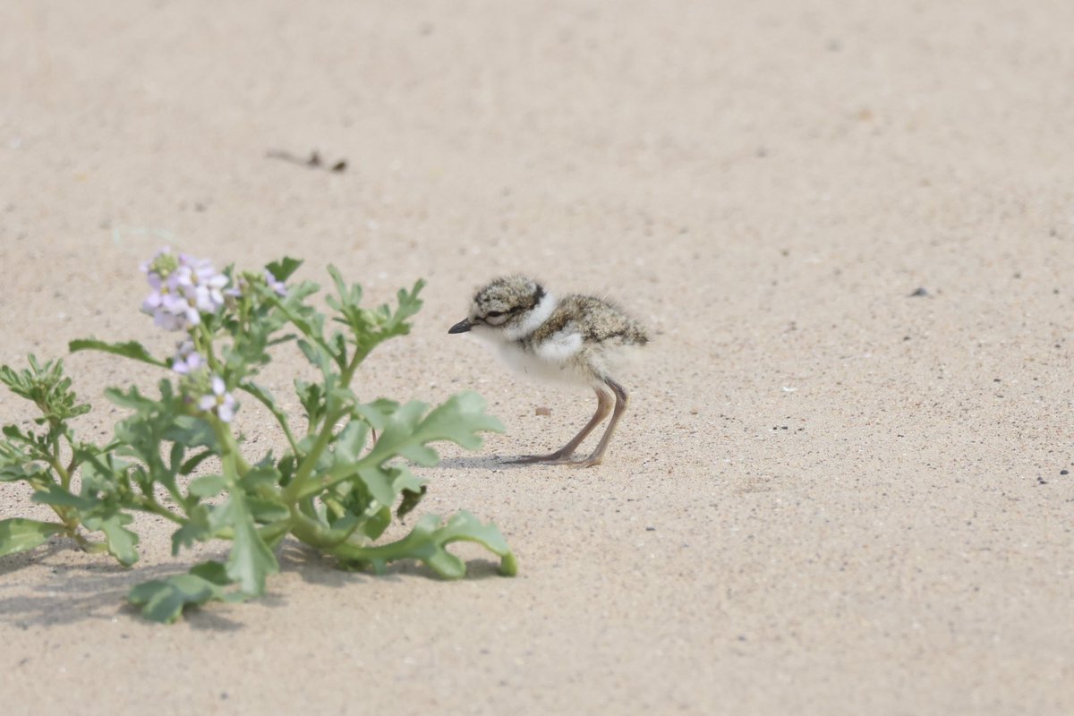 Ted (@littlebustards) on Twitter photo A ringed plover chick at Seaton Carew this afternoon.
@Teesbirds1
<a href="/teeswildlife/">Tees Wildlife</a>
<a href="/nybirdnews/">NorthYorksBirdNews</a>
@bbcspringwatch
@birdguides
@rspbengland
@natures_voice
#birdphotography #wildlifephotography #naturephotography #springwatch A ringed plover chick at Seaton Carew this afternoon.
@Teesbirds1
<a href="/teeswildlife/">Tees Wildlife</a>
<a href="/nybirdnews/">NorthYorksBirdNews</a>
@bbcspringwatch
@birdguides
@rspbengland
@natures_voice
#birdphotography #wildlifephotography #naturephotography #springwatch