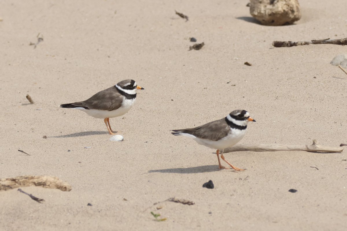Ted (@littlebustards) on Twitter photo A few adult ringed plovers from Seaton Carew this afternoon.
@Teesbirds1
<a href="/teeswildlife/">Tees Wildlife</a>
<a href="/nybirdnews/">NorthYorksBirdNews</a>
@bbcspringwatch
@birdguides
@rspbengland
@natures_voice
#birdphotography #wildlifephotography #naturephotography #springwatch A few adult ringed plovers from Seaton Carew this afternoon.
@Teesbirds1
<a href="/teeswildlife/">Tees Wildlife</a>
<a href="/nybirdnews/">NorthYorksBirdNews</a>
@bbcspringwatch
@birdguides
@rspbengland
@natures_voice
#birdphotography #wildlifephotography #naturephotography #springwatch