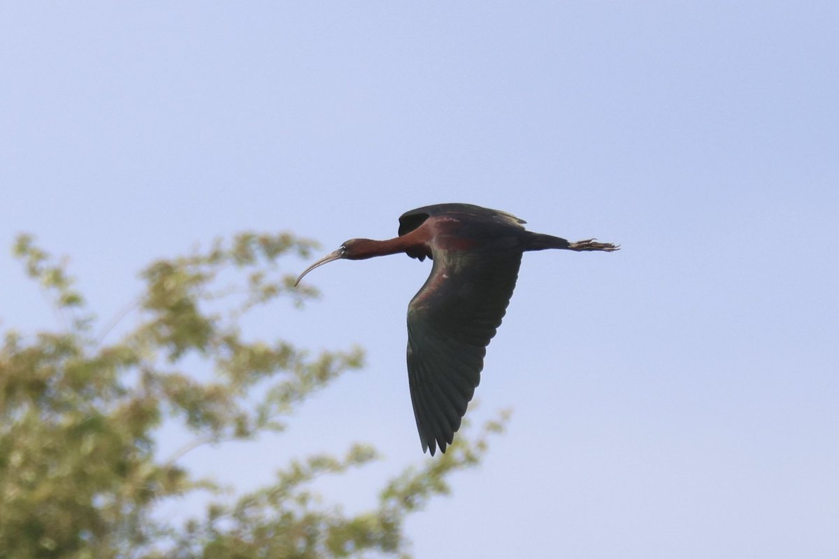 Ted (@littlebustards) on Twitter photo A few of the glossy ibis at Bowesfield Marsh this afternoon.
@Teesbirds1
<a href="/teeswildlife/">Tees Wildlife</a>
<a href="/nybirdnews/">NorthYorksBirdNews</a>
@bbcspringwatch
@birdguides
@rspbengland
@natures_voice
#birdphotography #wildlifephotography #naturephotography #springwatch A few of the glossy ibis at Bowesfield Marsh this afternoon.
@Teesbirds1
<a href="/teeswildlife/">Tees Wildlife</a>
<a href="/nybirdnews/">NorthYorksBirdNews</a>
@bbcspringwatch
@birdguides
@rspbengland
@natures_voice
#birdphotography #wildlifephotography #naturephotography #springwatch
